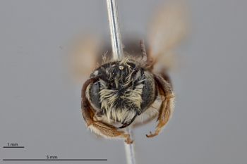 Media type: image;   Entomology 15729 Aspect: head frontal view